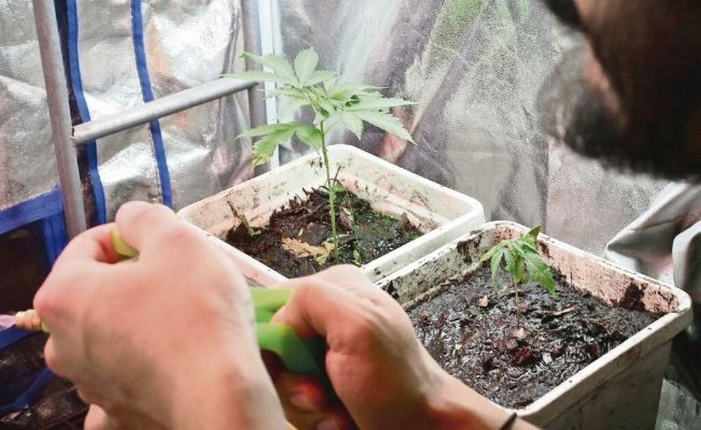 Los legisladores analizarán situaciones delicadas, como el uso de cannabis, no como medicina, sino con fines lúdicos. Foto: ARCHIVO EL UNIVERSAL