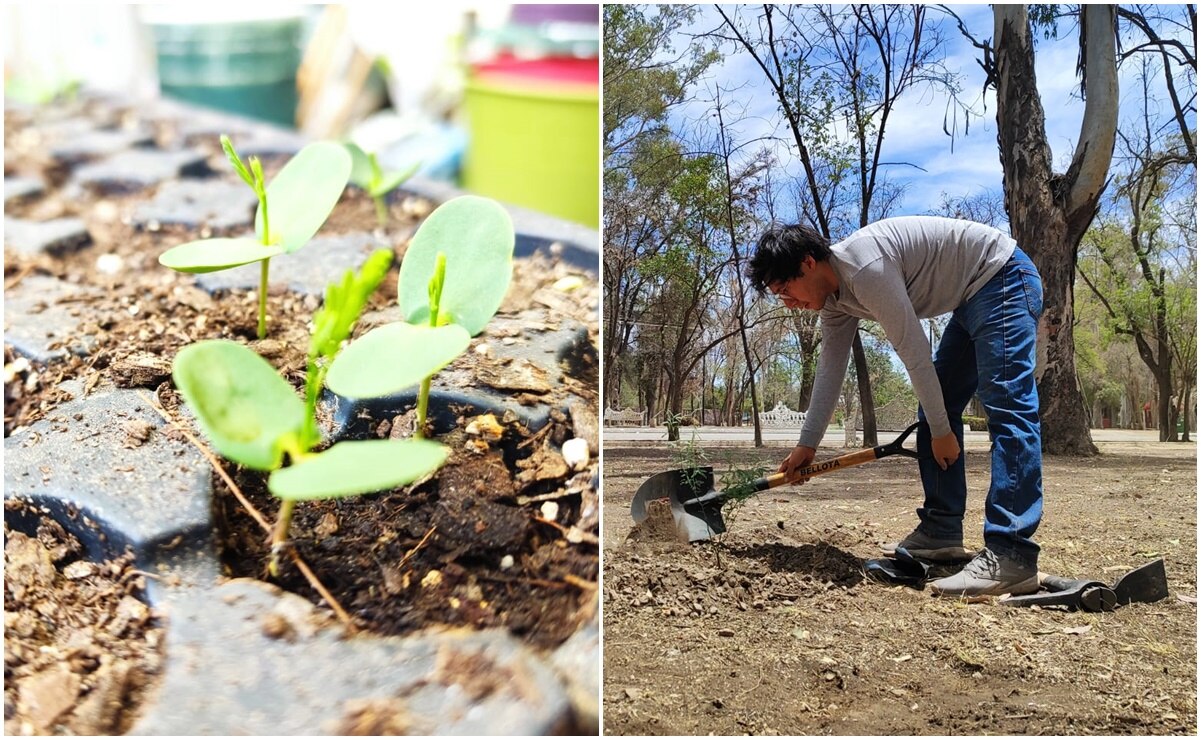 Reforestación con mezquite en el parque Morales de SLP. Fotos: Cortesía Eduardo Ramírez