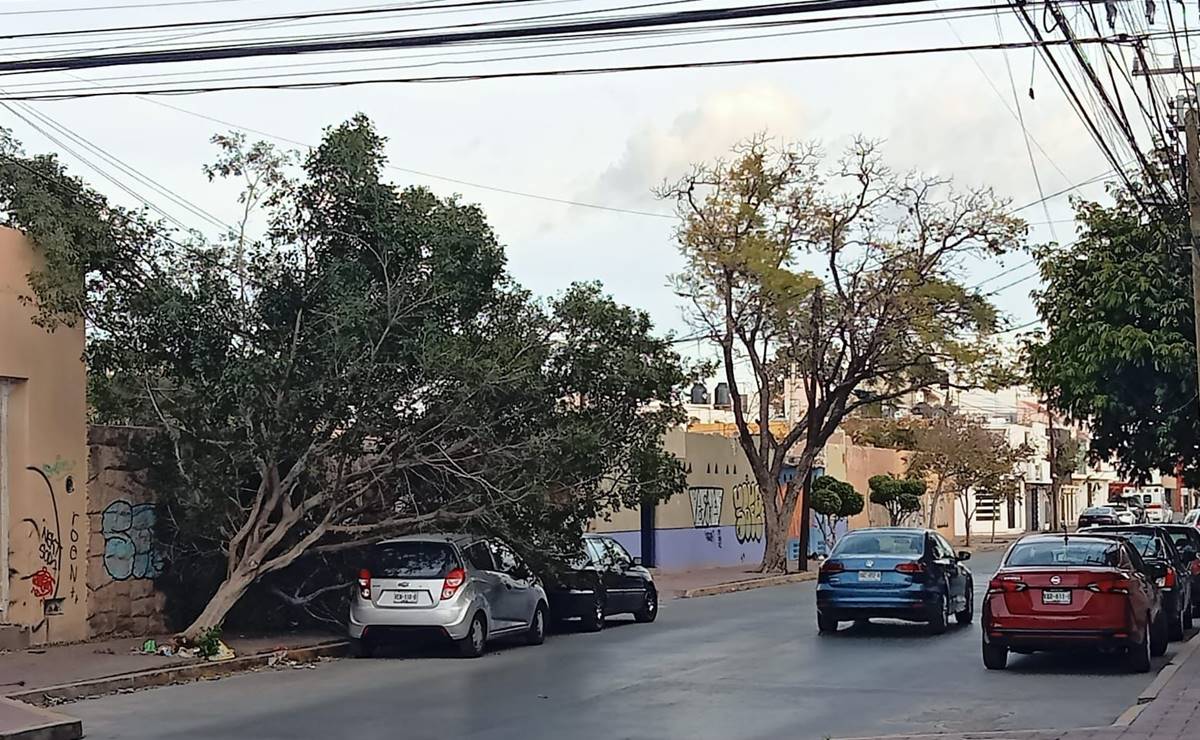 Espectaculares, postes de luz y al menos 10 árboles han caído en SLP por fuertes ráfagas de viento