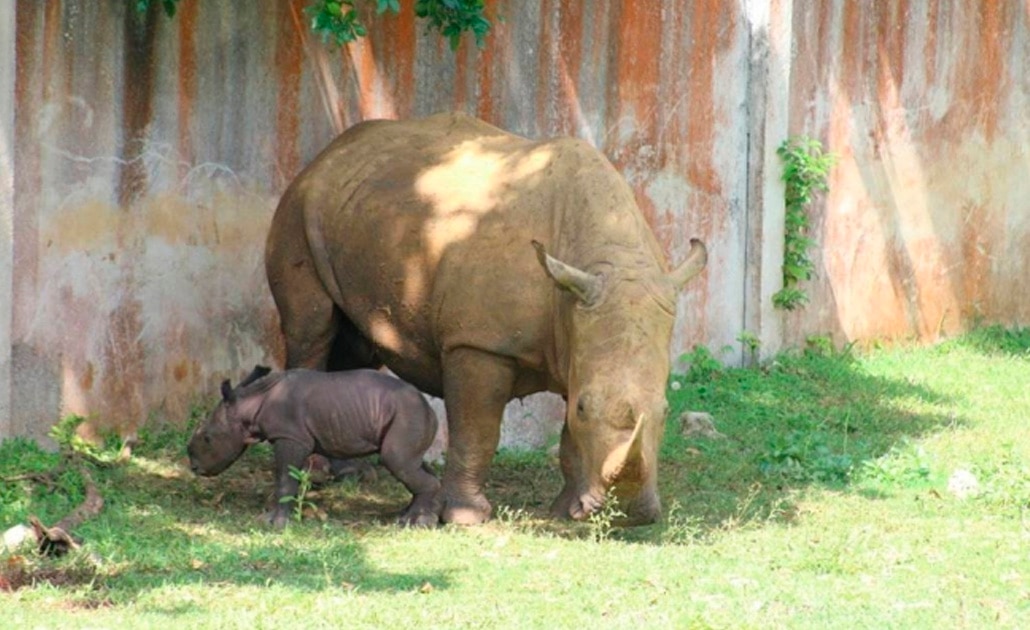 La más joven habitante de la pradera africana del Zoológico Nacional se llama "Esperanza Mel" (Foto: Facebook / Parque Zoológico Nacional de Cuba)