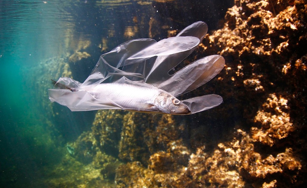 Detectan plástico en 20% de peces capturados en puertos de México