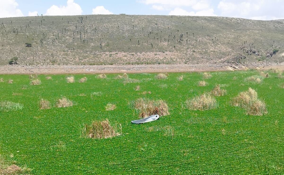 Lirio acuático, cómo afecta la captación del agua en la presa San José de SLP 