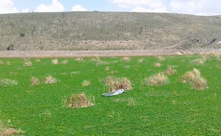 Lirio acuático, cómo afecta la captación del agua en la presa San José de SLP