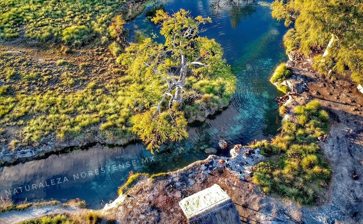 Los Peroles, joya natural de SLP que resguarda algunos de los árboles más longevos de México