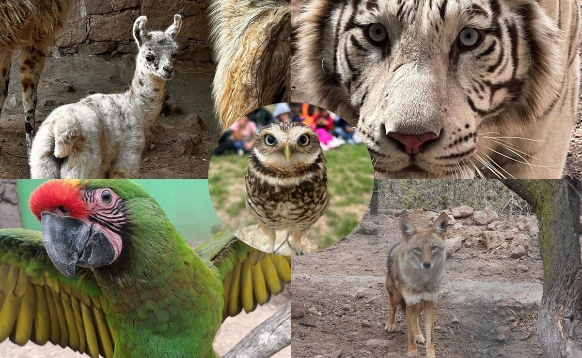 Zoológico de Mexquitic, un santuario de conservación en SLP; horario y costos