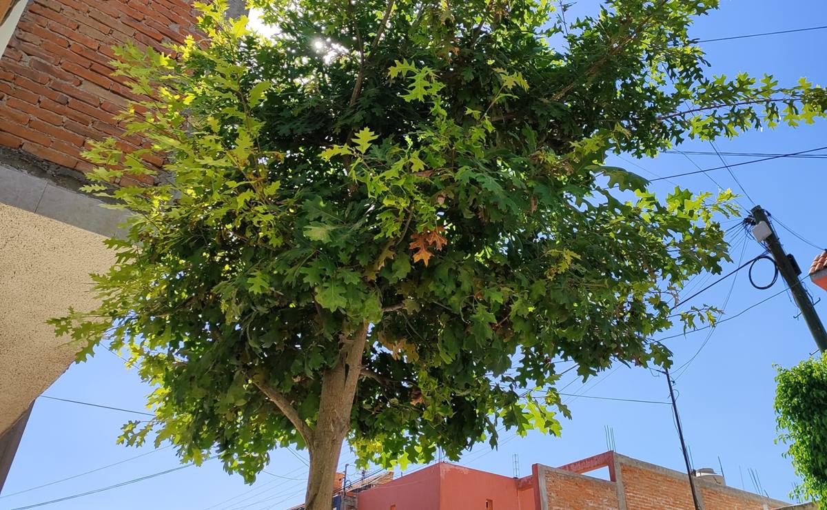 ¿Pensando en plantar un árbol? Esto es lo que debes tener en cuenta