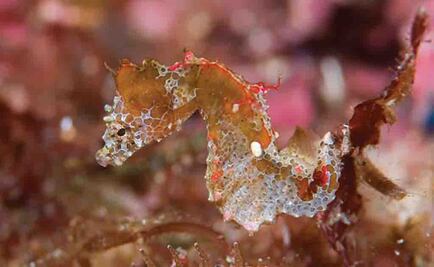 Japapigu, el diminuto caballito de mar que cabe en tu uña