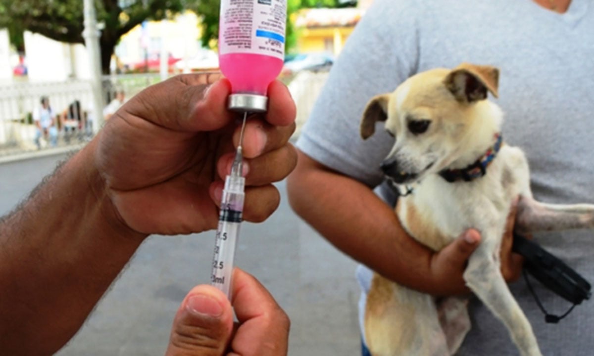 Alista Secretaría de Salud campaña de vacunación antirrábica