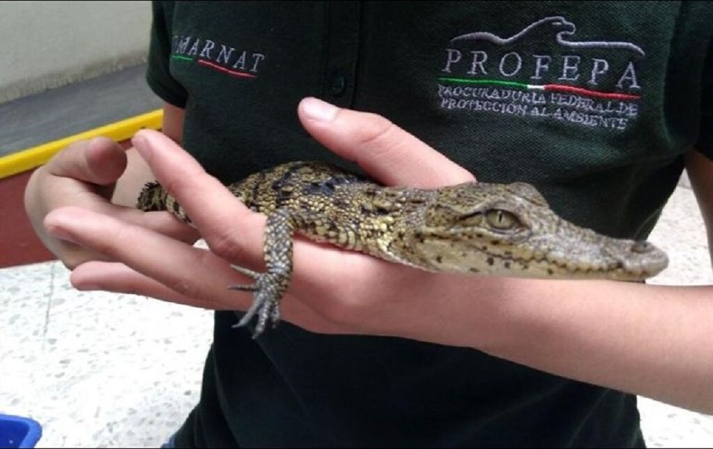 Cocodrilos del río santiago, siguen en resguardo