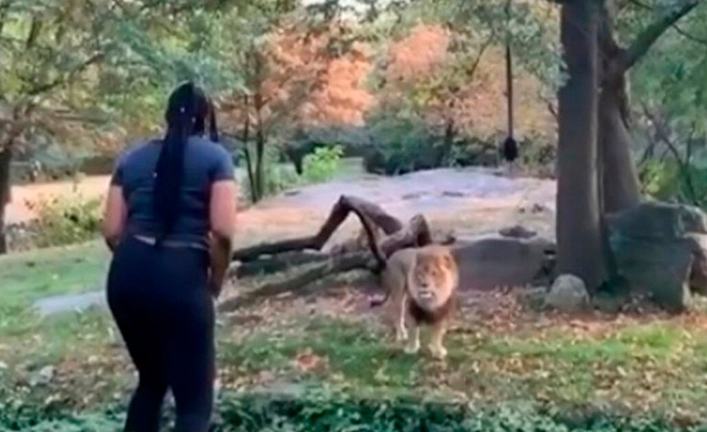 Captan a mujer bailando en área para leones de zoológico