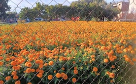 Trazando el camino de las almas: El naranja del cempasúchil anuncia la llegada del Día de Muertos a SLP