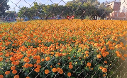 Trazando el camino de las almas: El naranja del cempasúchil anuncia la llegada del Día de Muertos a SLP