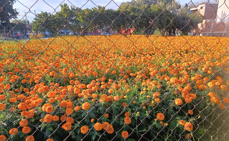 Trazando el camino de las almas: El naranja del cempasúchil anuncia la llegada del Día de Muertos a SLP
