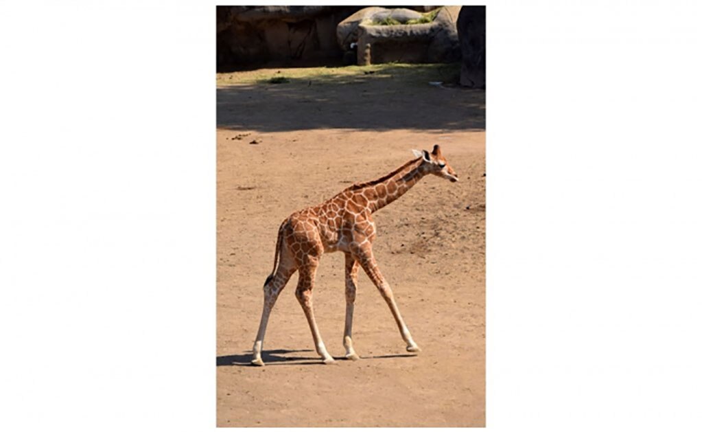 "Jirafifíta" será el nombre de la jirafa bebé del zoológico de Chapultepec