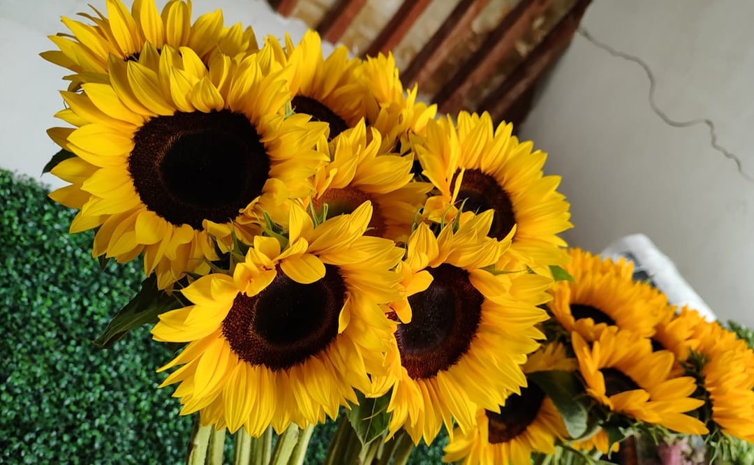 Significado de las flores para el 14 de febrero. Foto: EL UNIVERSAL San Luis Potosí