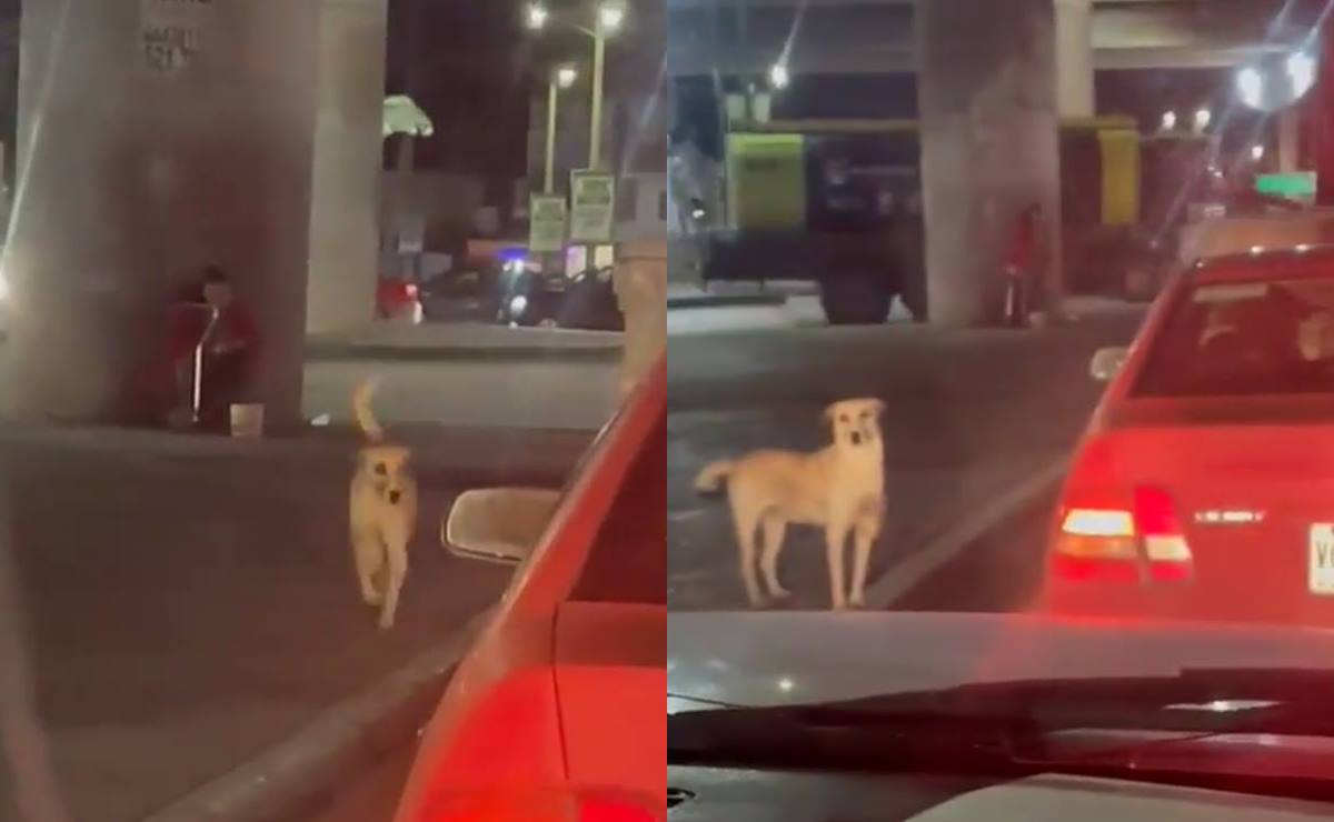 Transeúntes han visto al can ayudando a su dueña, quien aparentemente se trata de una persona con discapacidad. Foto: Especial