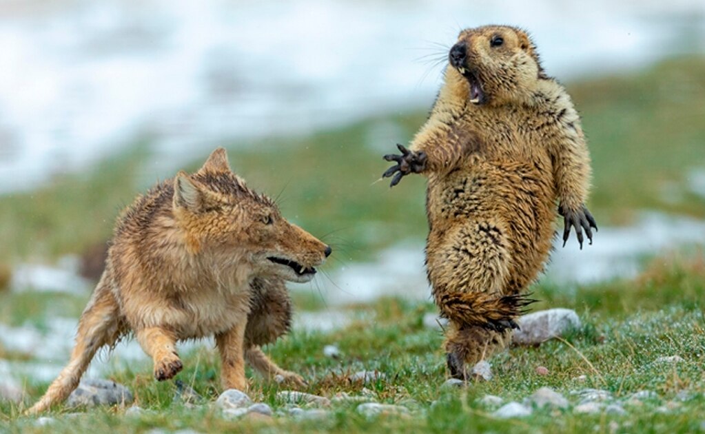 El encuentro mortal entre un zorro y una marmota, imagen ganadora de Wildlife Photographer