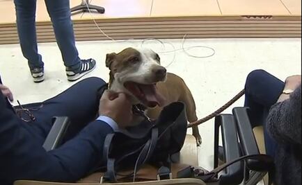 Perra asiste como testigo al juicio de su exdueño acusado de maltrato animal