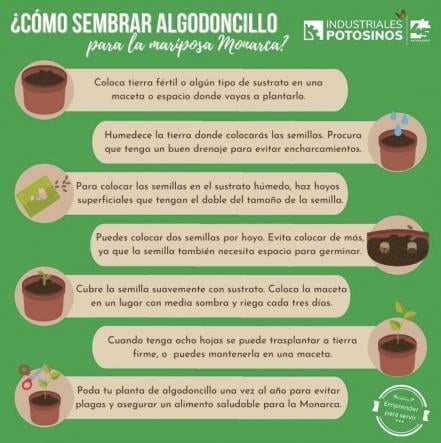 Empresarios de SLP donan algodoncillo, planta vital para las mariposas monarca