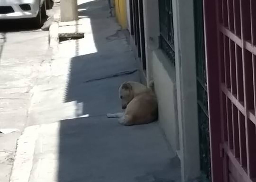 Ley capitalina de ecología violenta derechos humanos y animales: PROLEAN