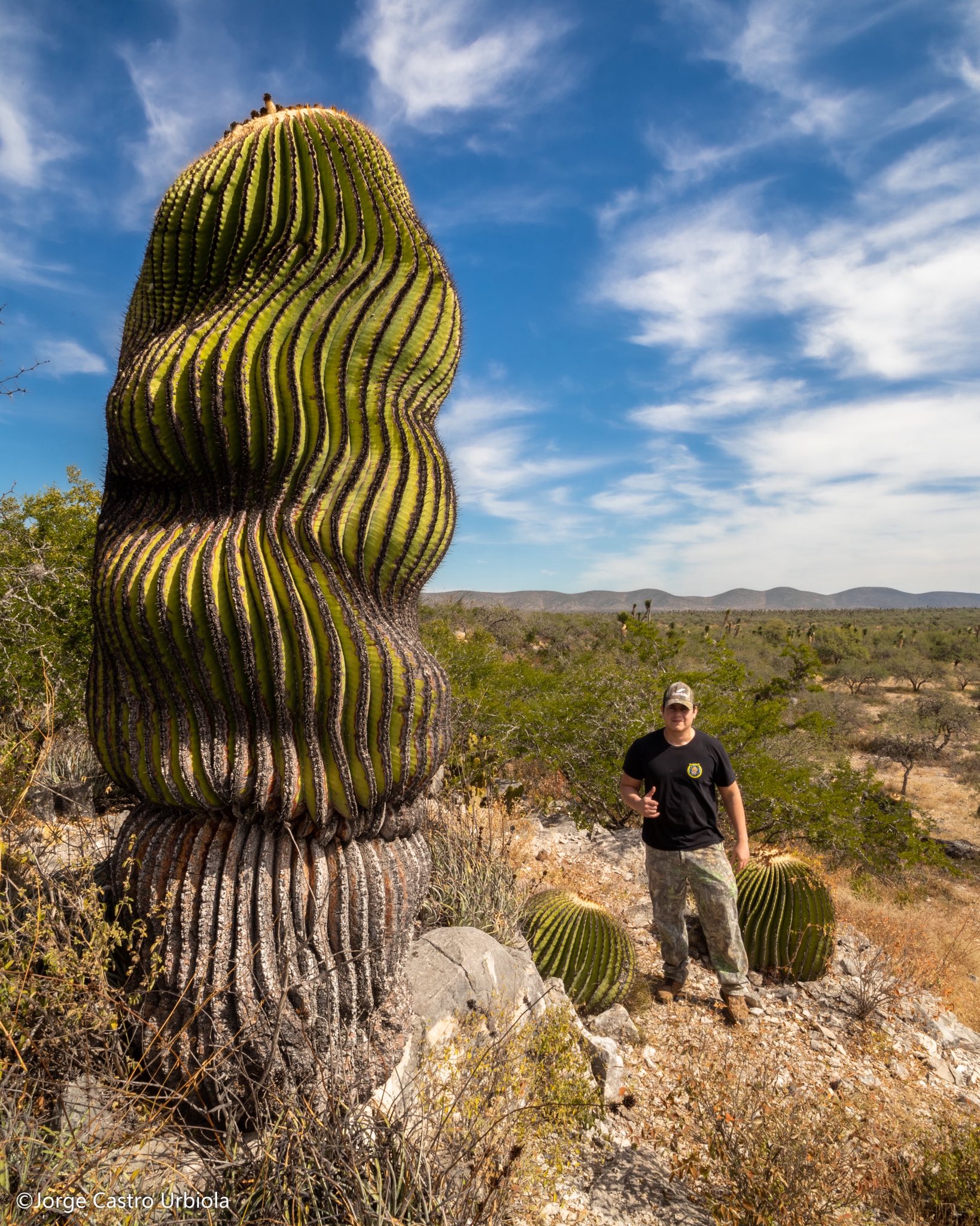Especies casi milenarias en el semidesierto potosino