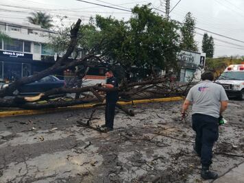 Cierres viales, caída de árboles y postes: saldo de la lluvia registrada el viernes en SLP