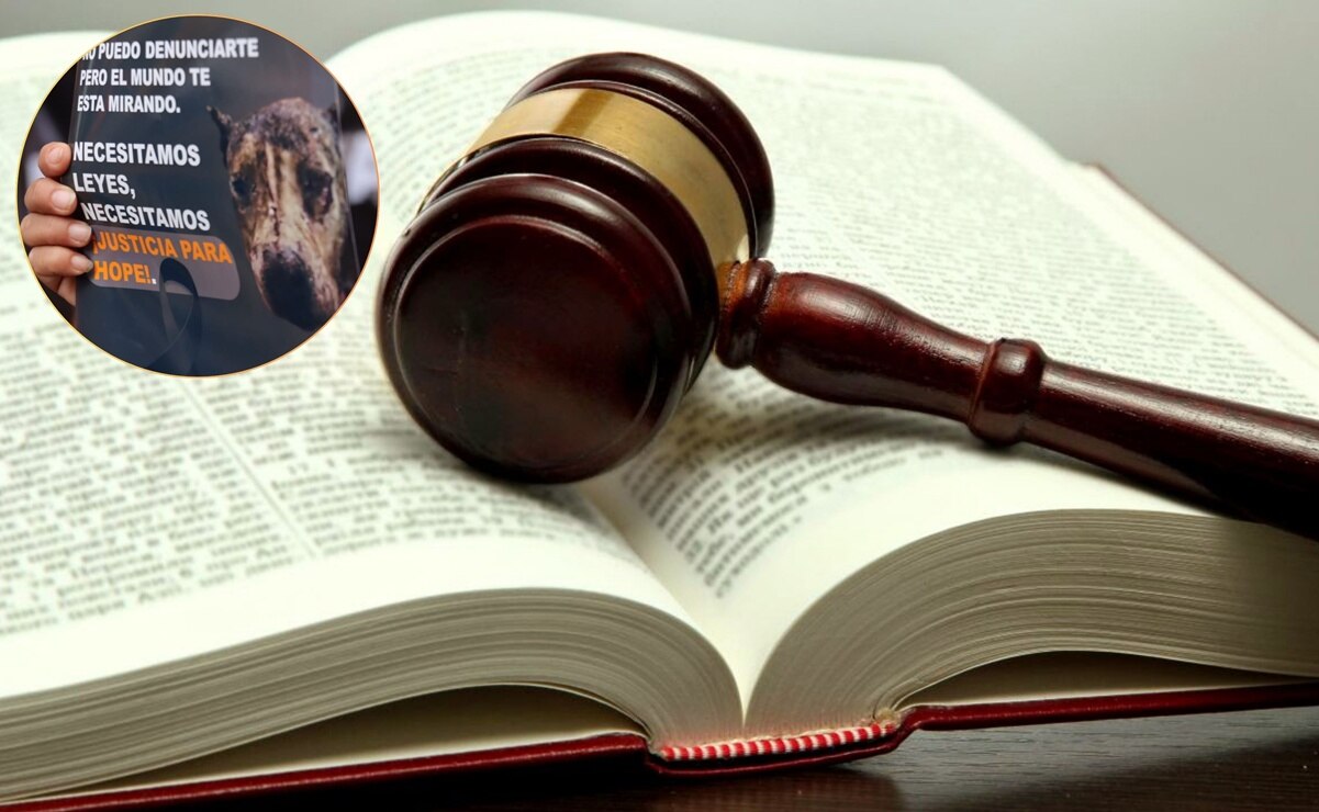 Ley Hope: Puntos clave para entender la iniciativa que busca erradicar el maltrato animal en SLP