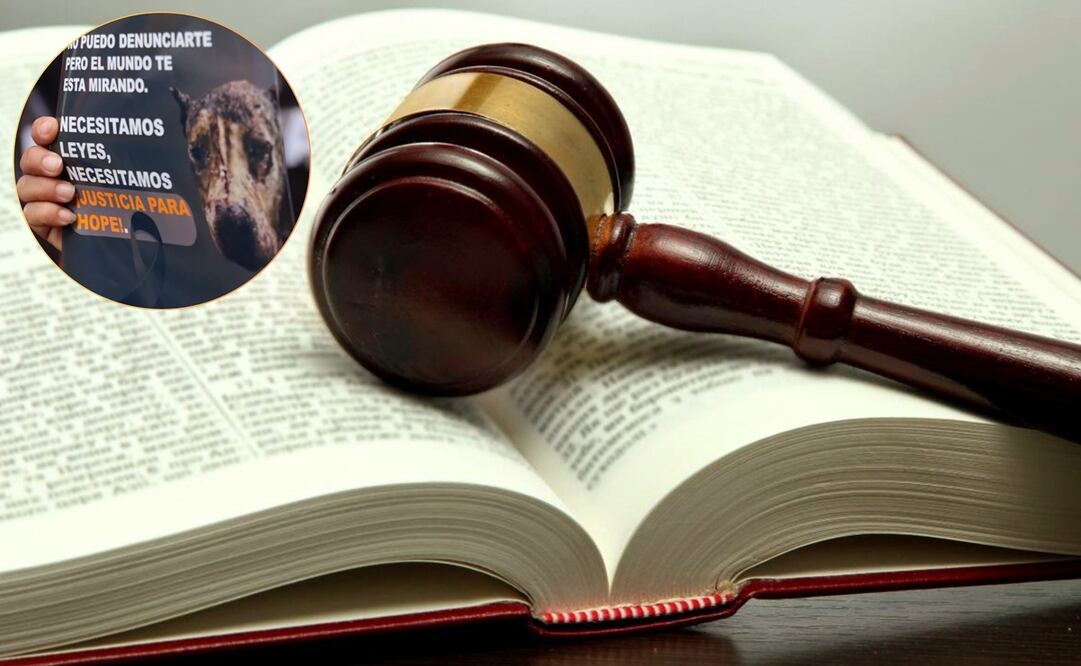 La Ley Hope busca justicia para los animales en San Luis Potosí, con penas más severas y educación para erradicar el maltrato. Foto: Especial.