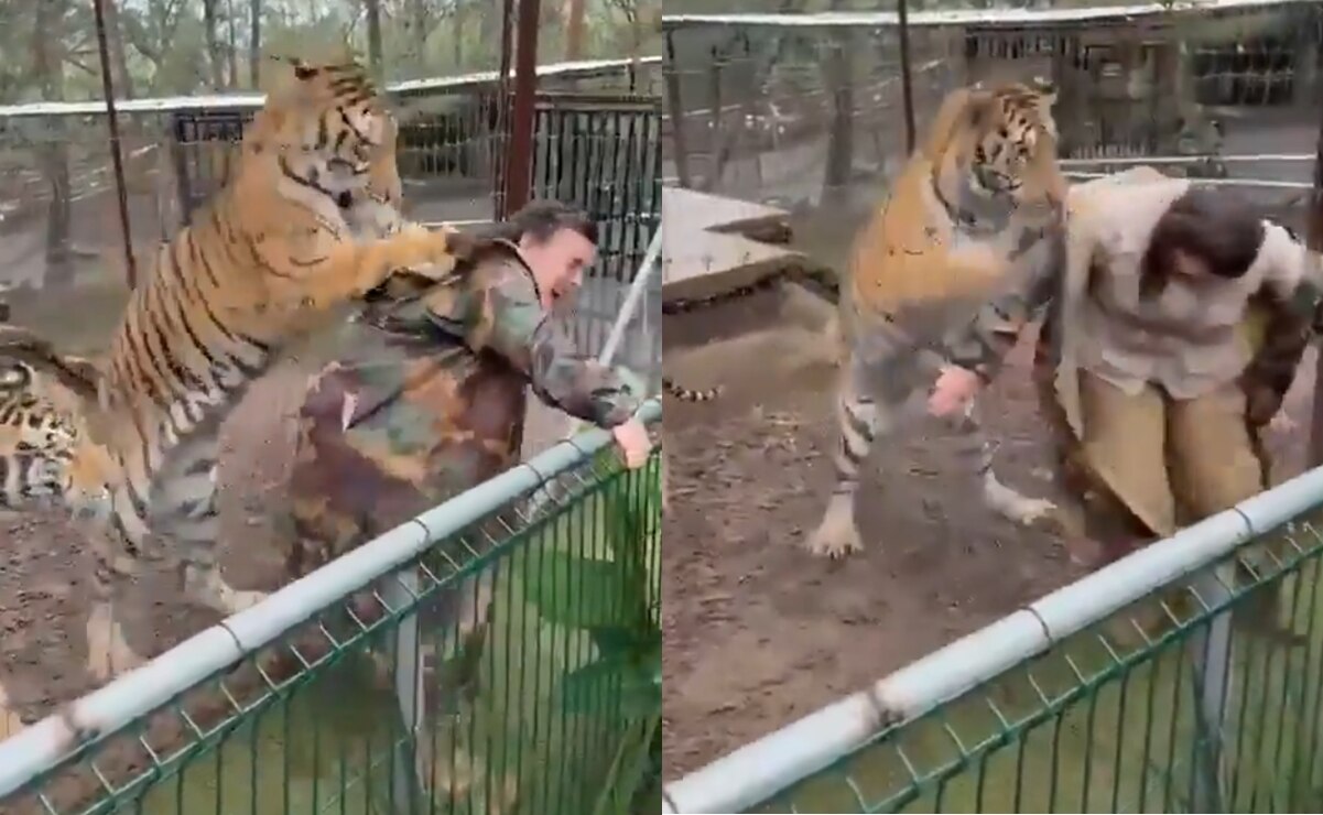 VIDEO: Tigre en cautiverio ataca a mujer en parque turístico de Jalisco