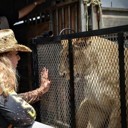 Zoológico de Mexquitic recibe dos leonas rescatadas de santuario en CDMX tras caso de maltrato