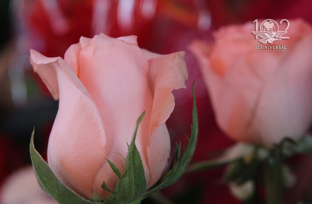 Florerías incrementan ventas en un 100% este diez de mayo