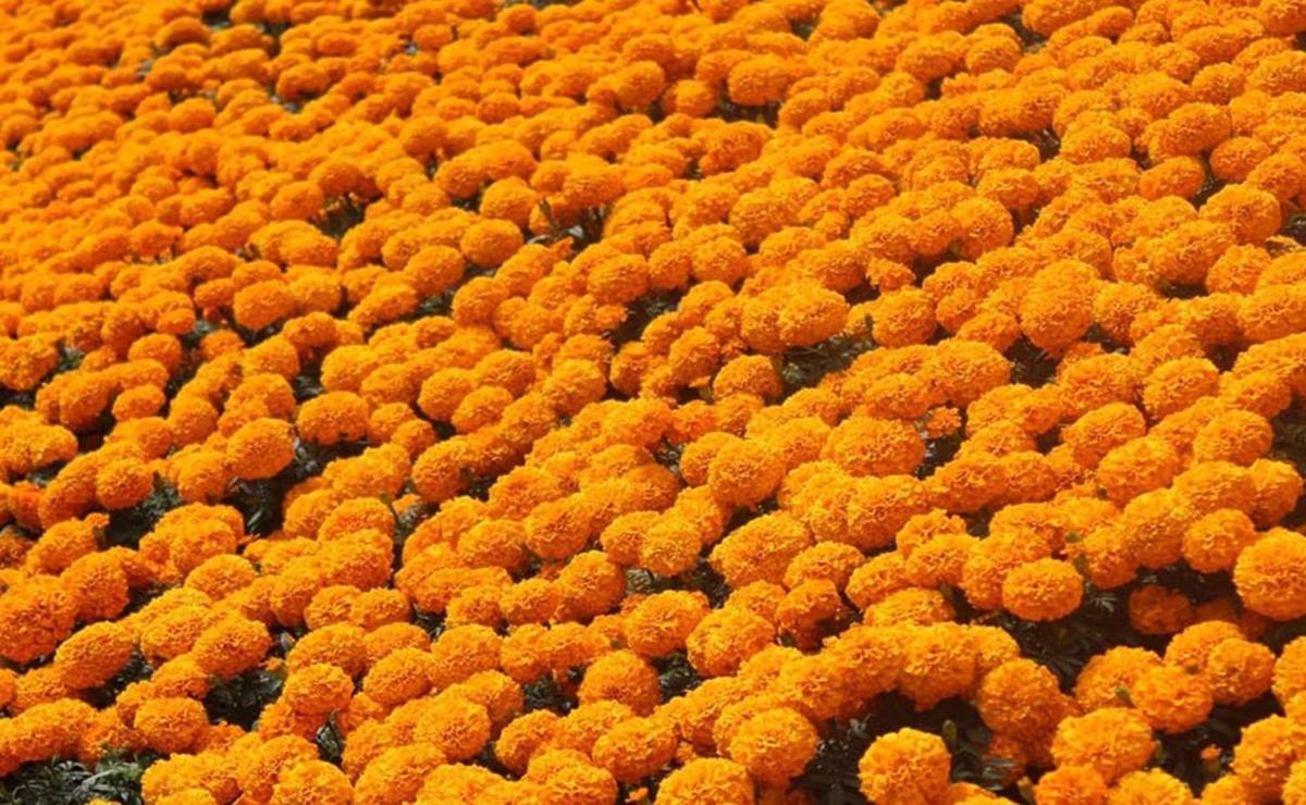 La flor de terciopelo sirve como un consuelo para los difuntos, el olor cempasúchil sirve para guiar a las animas hacia el mundo terrestre y hacia los altares. Foto: Miranda Perea