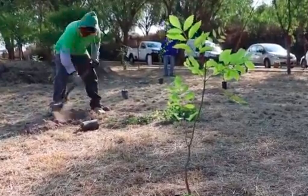 Inicia programa de reforestación en SLP