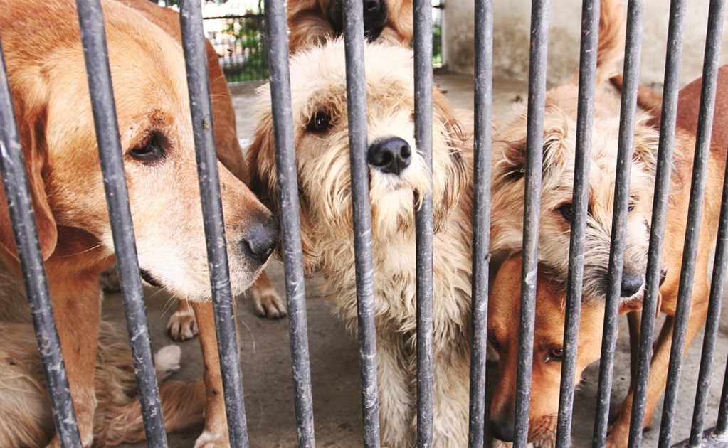 En Soledad atienden hasta 12 denuncias por maltrato animal al mes