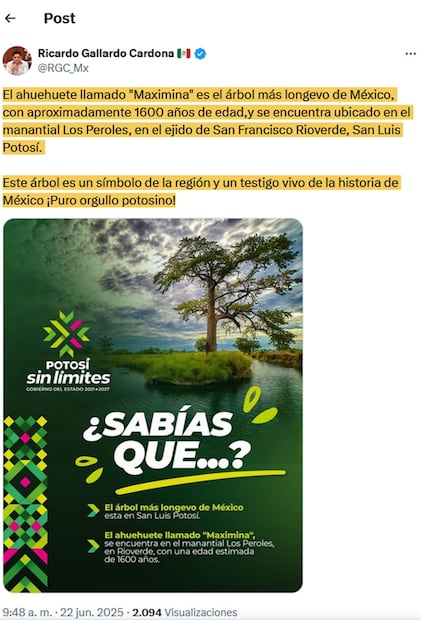 El Árbol más longevo de México se encuentra en Los Peroles SLP. Foto: Cuenta de X@Ricardo Gallardo Cardona