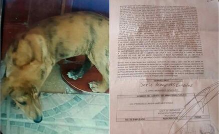 Dueño de perrito ahorcado en Rioverde, SLP, denuncia a presunta asesina