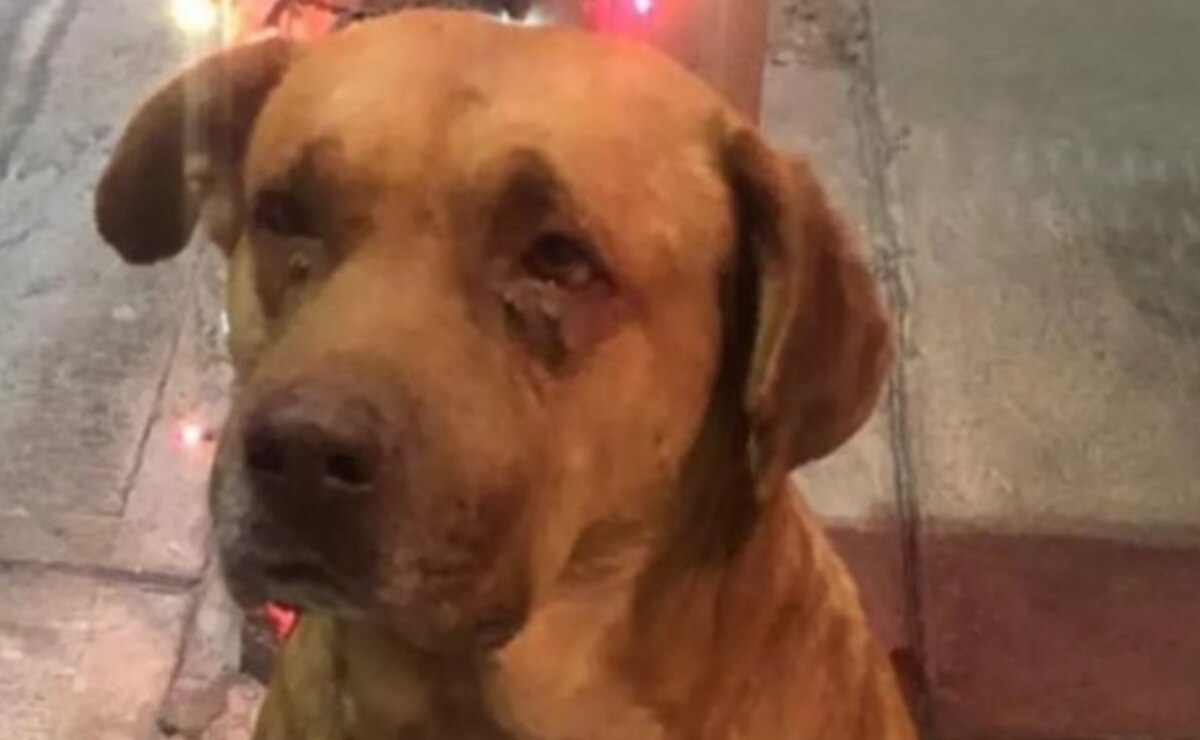 “5 años de cárcel o más”: Pide Gallardo, tras presunto acuchillamiento de un perro en SLP