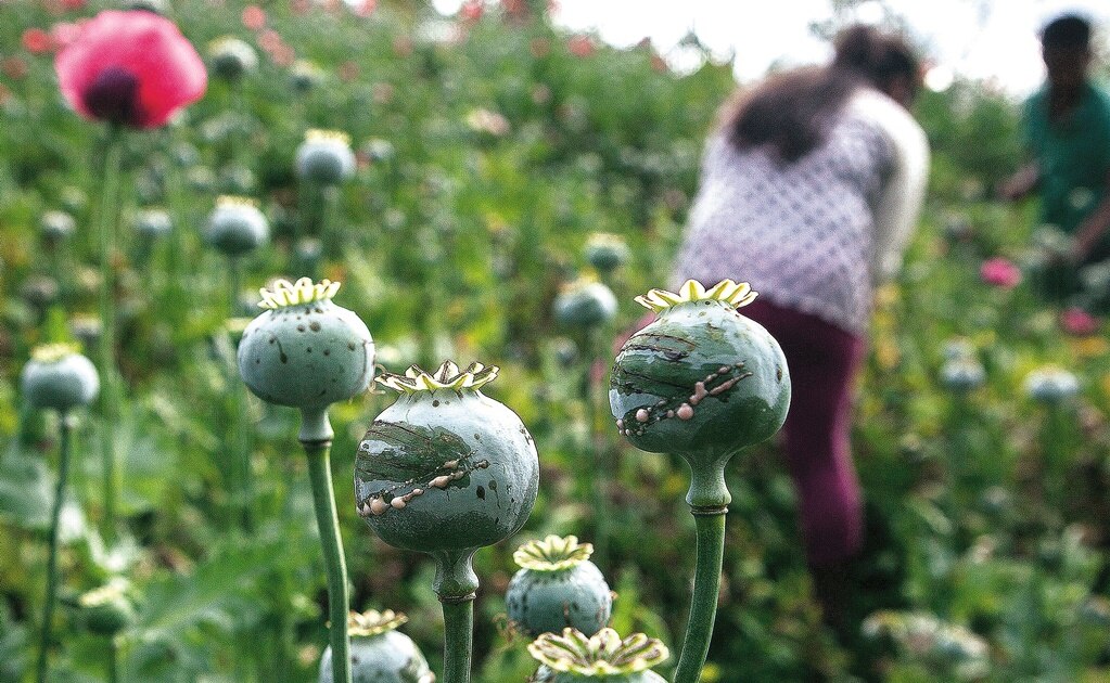 Invitarán a amapoleros a foros sobre seguridad