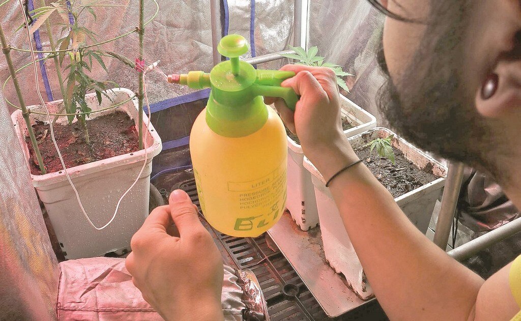  Sembrar cannabis no es complicado para Fernando