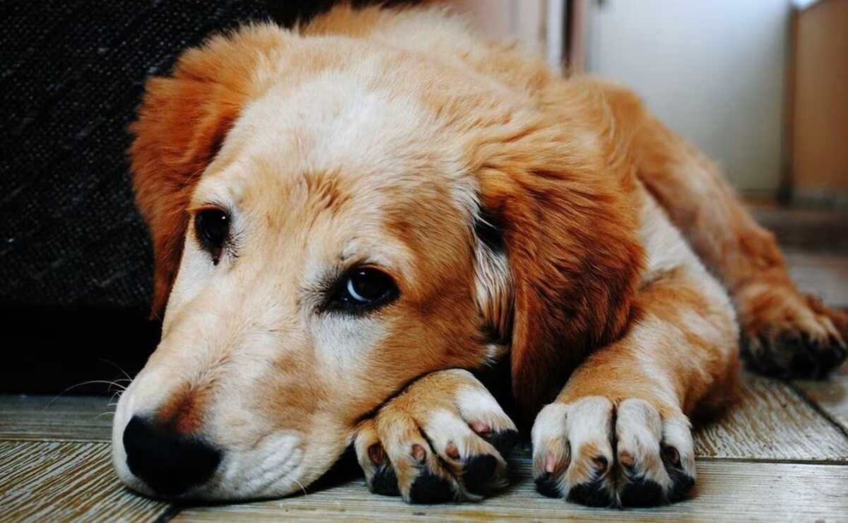 Amarillo, otro perrito víctima de cuetes en Villa de Zaragoza, SLP