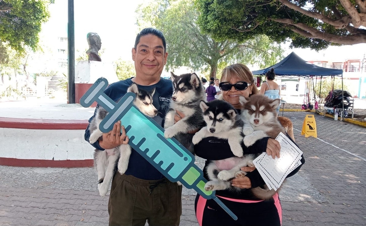 ¡Que no se te pase! Anuncian campaña de vacunación canina y felina a bajo costo en SLP