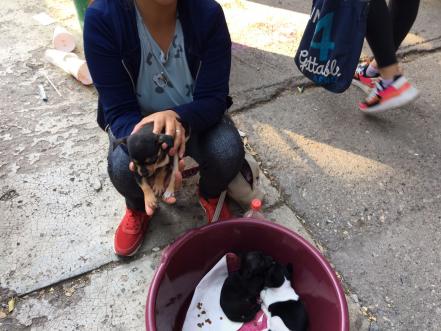 Crueldad animal. Previo a Navidad, aumenta venta de perritos en el tianguis de Las Vías en SLP