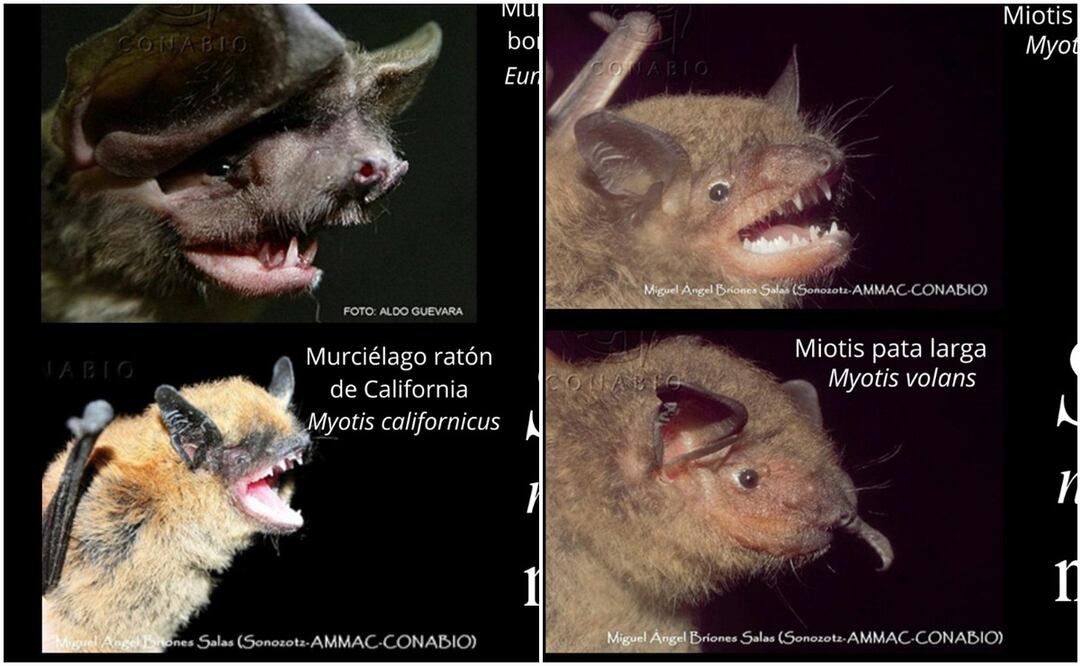 Nuevas especies de murciélagos registrados en Sierra de San Miguelito, SLP. Imágenes: Conanp