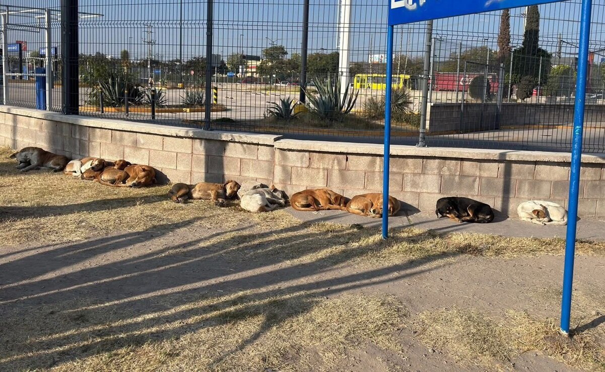 Piden apoyo para lomitos de la calle de la avenida Salvador Nava en SLP