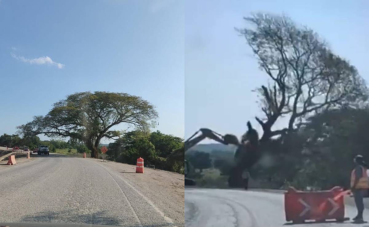 ¡Adiós "orejón"!, por ampliación de carretera derriban memorable árbol de la Huasteca Potosina