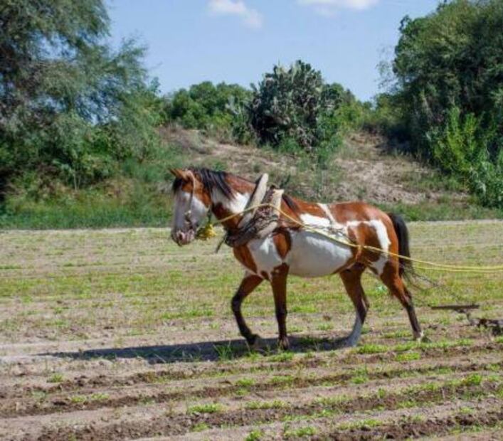 En ocho meses se recibieron 86 denuncias por maltrato animal en Soledad