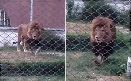 ¿Murió Sherkie, el león del parque Tangamanga I en San Luis Potosí? Esto sabemos