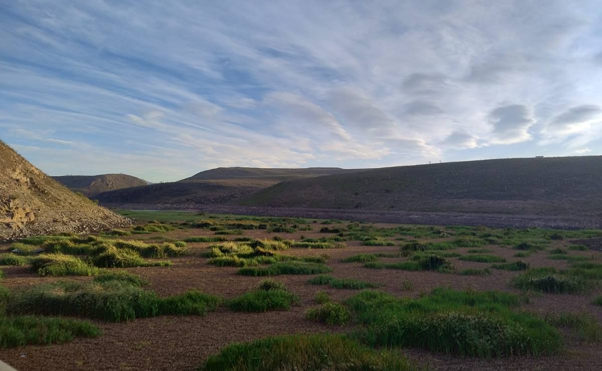 En un recorrido que realizó EL UNIVERSAL San Luis por la presa, el lirio ha tapizado la cortina. Foto: Xochiquetzal Rangel