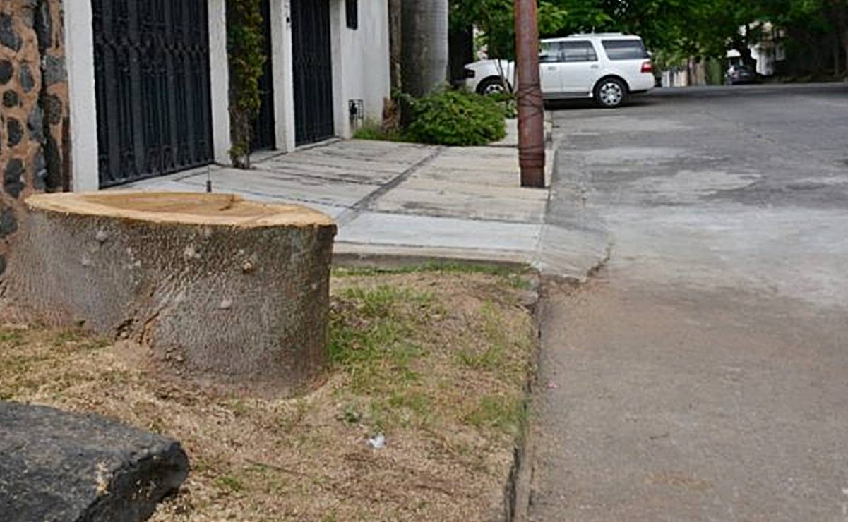 Aumenta tala ilegal de árboles en plena capital de SLP; registran 7 casos el fin de semana 