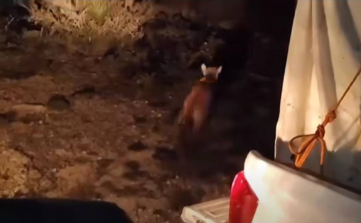 Puma capturado en Villa Hidalgo, SLP, fue liberado en su hábitat: Profepa 